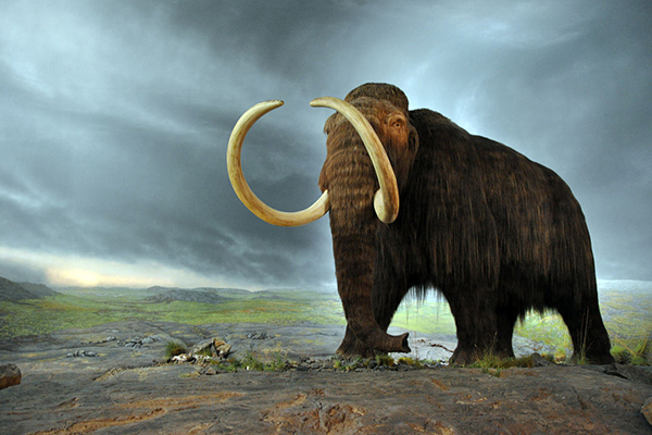 wooly Mammoth